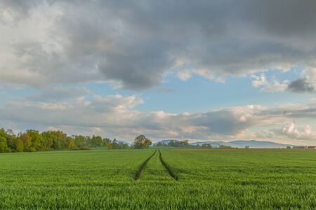 agriculture, wheat field, young wheatの写真素材