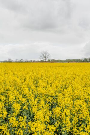 yellow oilseed field agriculture businessの写真素材