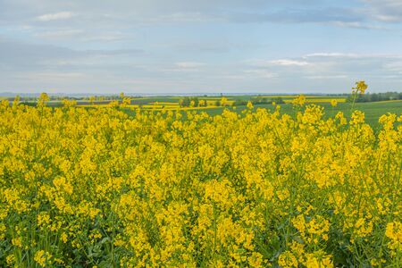 yellow oilseed field agriculture businessの写真素材