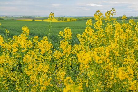 yellow oilseed field agriculture businessの写真素材