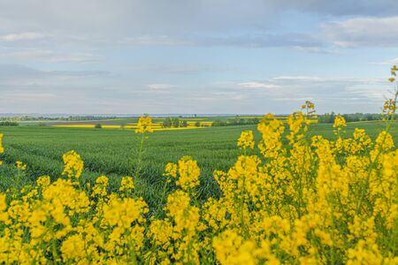 yellow oilseed field agriculture businessの写真素材