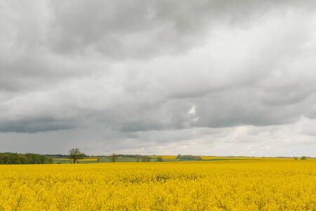 yellow oilseed field agriculture businessの写真素材