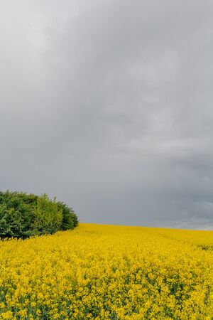 yellow oilseed field agriculture businessの写真素材