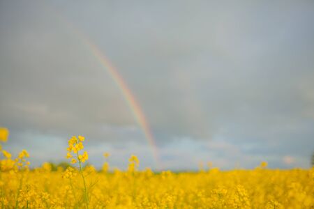 yellow oilseed field agriculture businessの写真素材