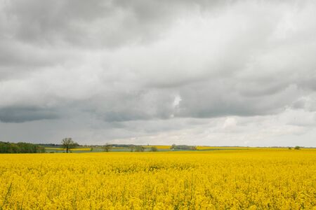 yellow oilseed field agriculture businessの写真素材
