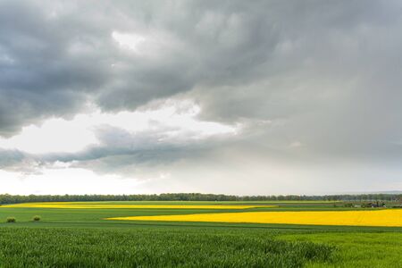 agriculture, wheat field, young wheatの写真素材