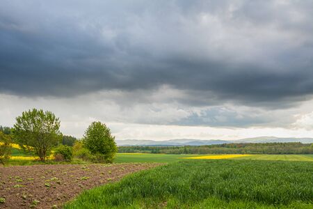 agriculture, wheat field, young wheatの写真素材