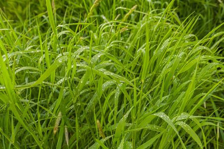 agriculture, wheat field, young wheatの写真素材