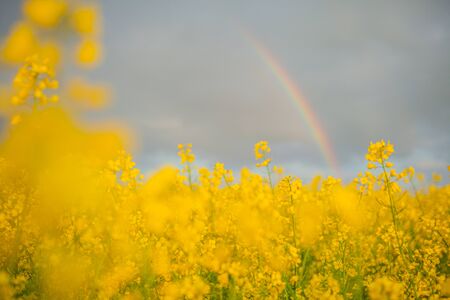 yellow oilseed field agriculture businessの写真素材