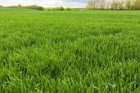 agriculture, wheat field, young wheatの写真素材