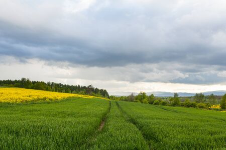 agriculture, wheat field, young wheatの写真素材