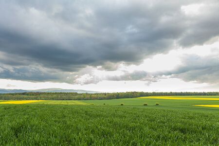 agriculture, wheat field, young wheatの写真素材