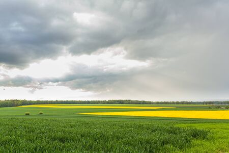 agriculture, wheat field, young wheatの写真素材