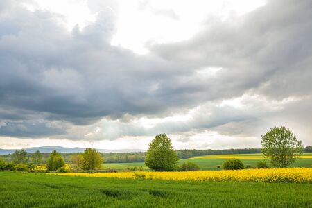 agriculture, wheat field, young wheatの写真素材