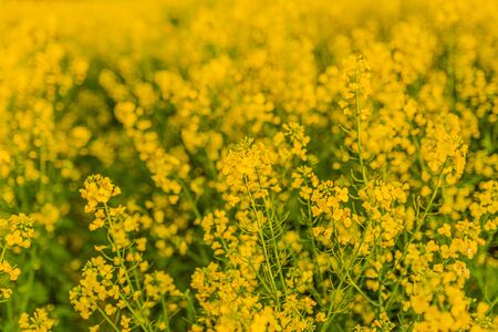 yellow oilseed field agriculture businessの写真素材