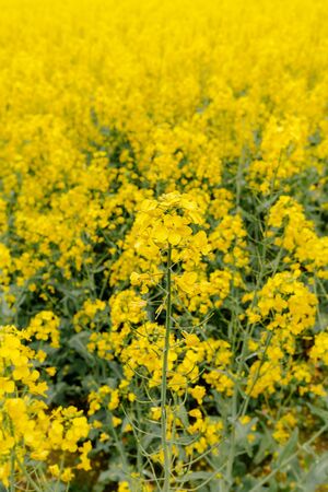 yellow oilseed field agriculture businessの写真素材