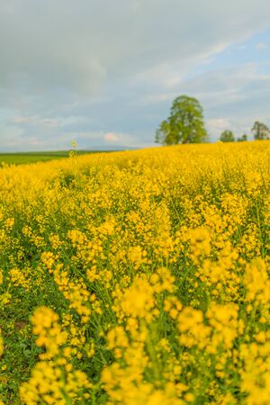 yellow oilseed field agriculture businessの写真素材