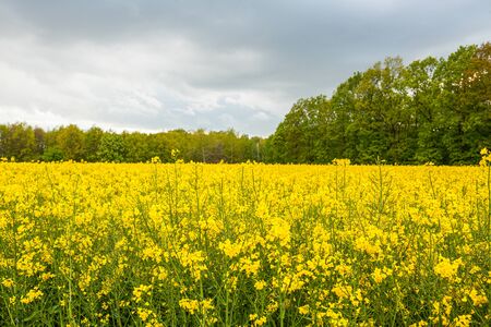 yellow oilseed field agriculture businessの写真素材