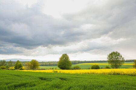 agriculture, wheat field, young wheatの写真素材