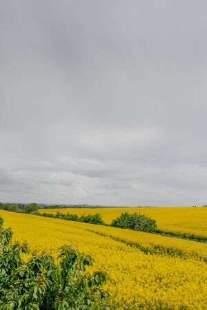 beautiful yellow canola field bio fuel, oil productionの写真素材