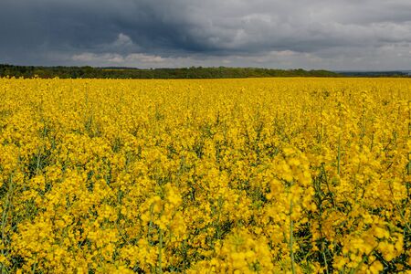 yellow oilseed field agriculture businessの写真素材
