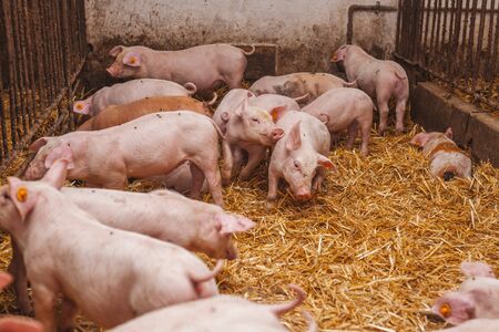 piglets on hay at pig farmの写真素材