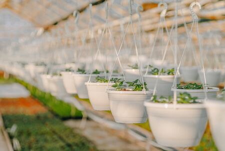 Seedings, Flowers and Vegetables seedings in Agriculture Greenhouse at Organic Farmの写真素材
