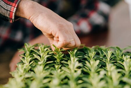 Lockdown shot of male botanist planting saplings in pots at greenhouseの写真素材