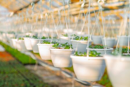 Seedings, Flowers and Vegetables seedings in Agriculture Greenhouse at Organic Farmの写真素材