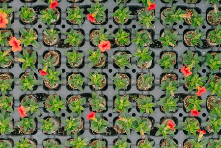 Seedings, Flowers and Vegetables seedings in Agriculture Greenhouse at Organic Farmの写真素材