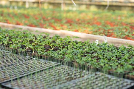 Seedings, Flowers and Vegetables seedings in Agriculture Greenhouse at Organic Farmの写真素材