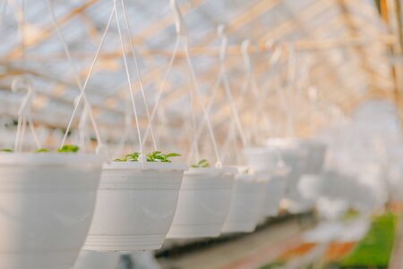 Seedings, Flowers and Vegetables seedings in Agriculture Greenhouse at Organic Farmの写真素材