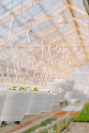 Seedings, Flowers and Vegetables seedings in Agriculture Greenhouse at Organic Farmの写真素材