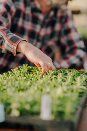 Lockdown shot of male botanist planting saplings in pots at greenhouseの写真素材
