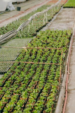 Seedings, Flowers and Vegetables seedings in Agriculture Greenhouse at Organic Farmの写真素材