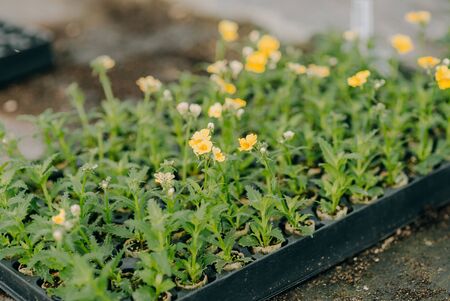 Seedings, Flowers and Vegetables seedings in Agriculture Greenhouse at Organic Farmの写真素材