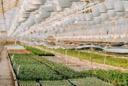 Seedings, Flowers and Vegetables seedings in Agriculture Greenhouse at Organic Farmの写真素材