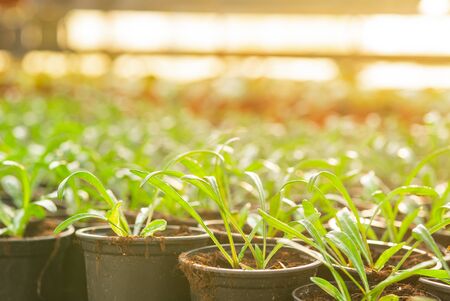 Seedings, Flowers and Vegetables seedings in Agriculture Greenhouse at Organic Farmの写真素材