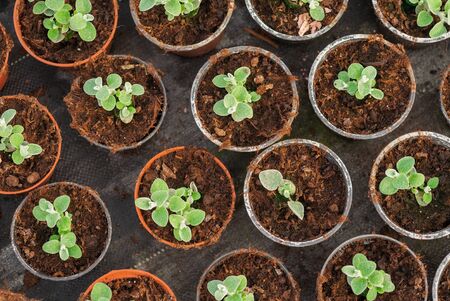 Seedings, Flowers and Vegetables seedings in Agriculture Greenhouse at Organic Farmの写真素材