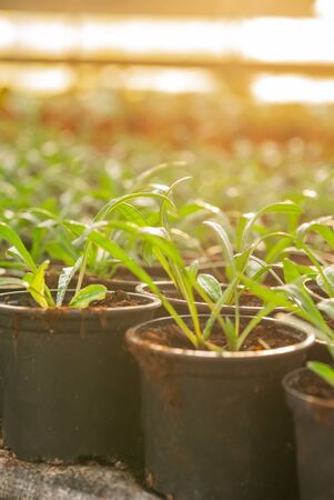 Seedings, Flowers and Vegetables seedings in Agriculture Greenhouse at Organic Farmの写真素材