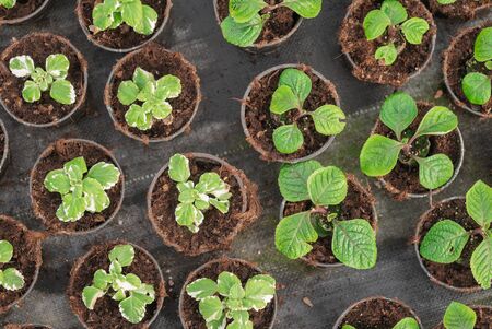 Seedings, Flowers and Vegetables seedings in Agriculture Greenhouse at Organic Farmの写真素材