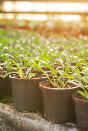 Seedings, Flowers and Vegetables seedings in Agriculture Greenhouse at Organic Farmの写真素材