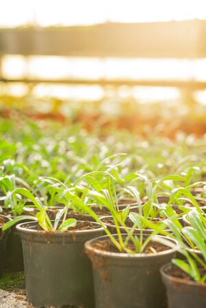 Seedings, Flowers and Vegetables seedings in Agriculture Greenhouse at Organic Farmの写真素材