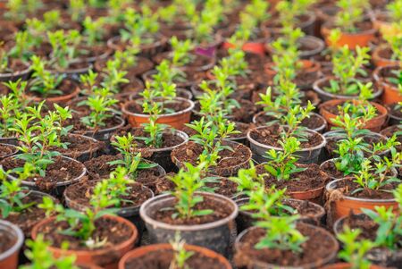Seedings, Flowers and Vegetables seedings in Agriculture Greenhouse at Organic Farmの写真素材