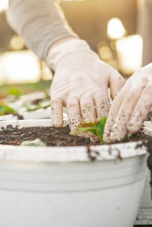 Lockdown shot of male botanist planting saplings in pots at greenhouseの写真素材