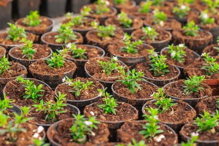 Seedings, Flowers and Vegetables seedings in Agriculture Greenhouse at Organic Farmの写真素材