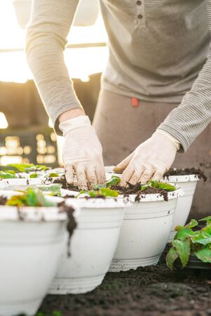 Lockdown shot of male botanist planting saplings in pots at greenhouseの写真素材