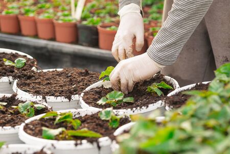 Lockdown shot of male botanist planting saplings in pots at greenhouseの写真素材