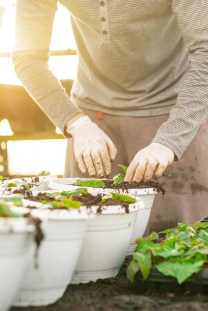 Lockdown shot of male botanist planting saplings in pots at greenhouseの写真素材