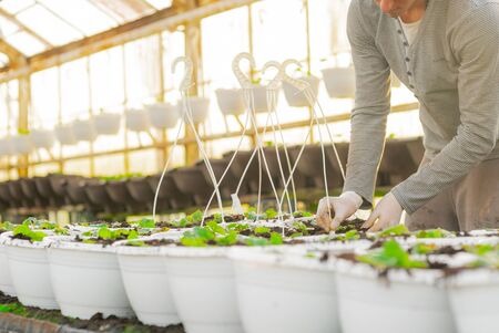 Lockdown shot of male botanist planting saplings in pots at greenhouseの写真素材